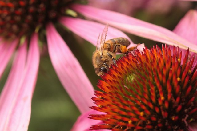 Bee on Ecnacia